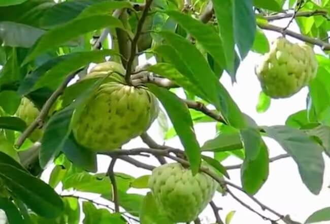 Annona fruit