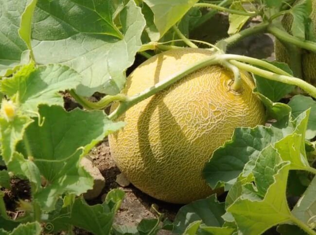 Arava Melon