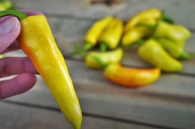 Banana Pepper