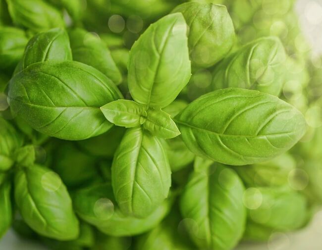 Basil