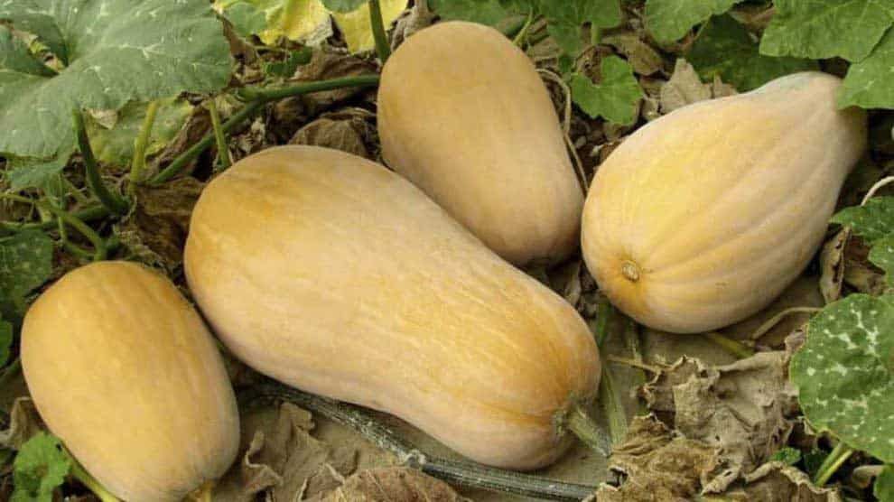 Can-You-Grow-Butternut-Squash