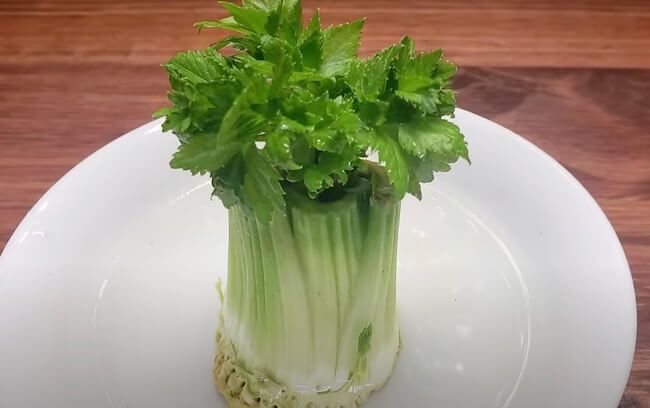 Celery