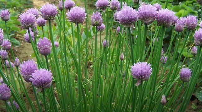 Chives