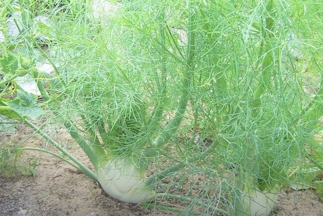 Fennel