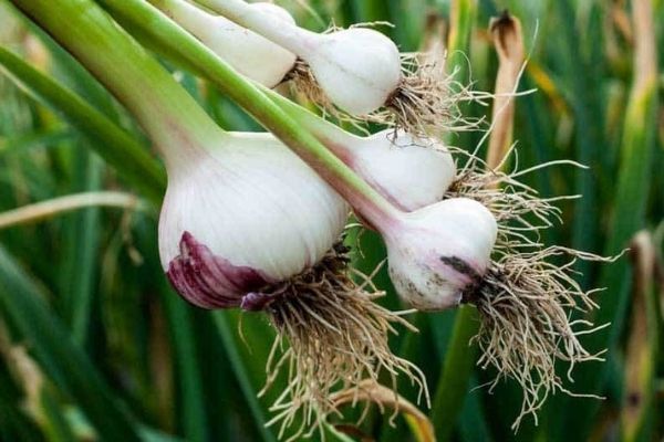 Garlic-Long-Shelf-Life