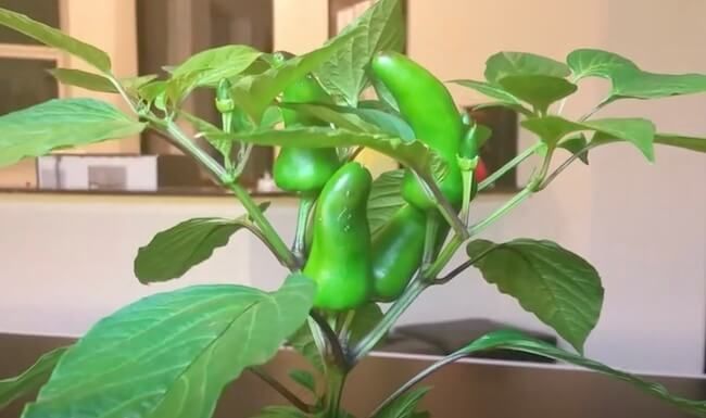 Green Fresno Pepper