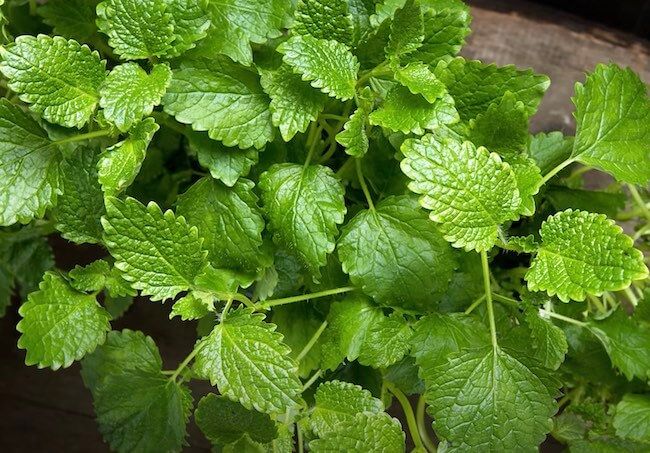 Lemon Balm