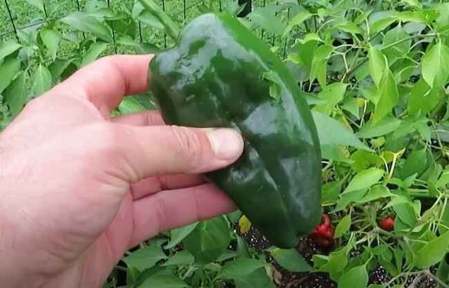 Poblano Pepper