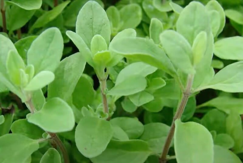 Marjoram