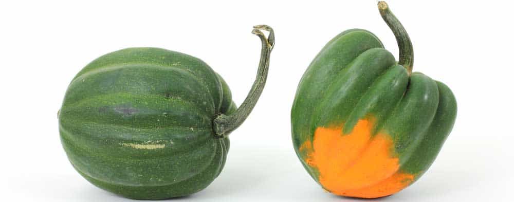 What-Is-Acorn-Squash
