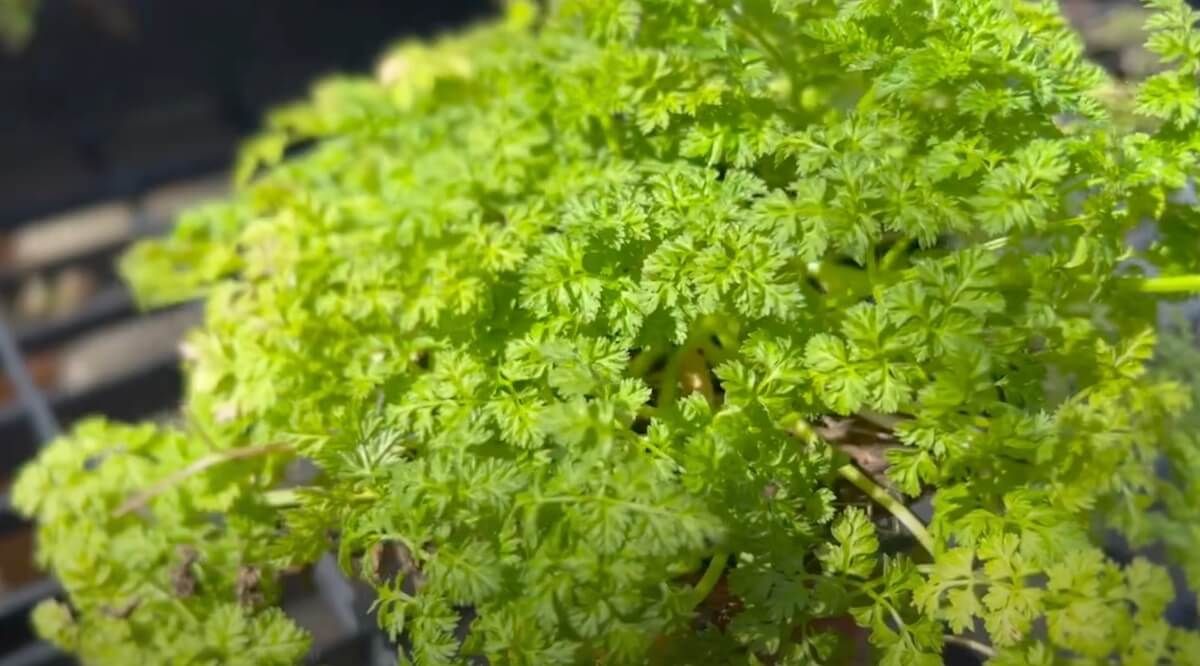 What Is Chervil