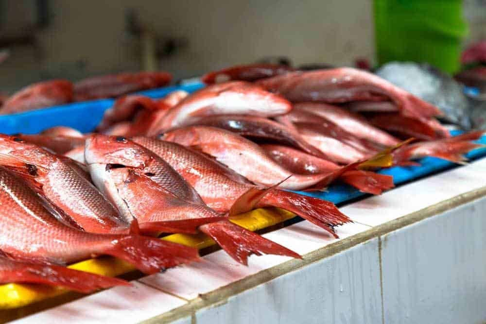 What-To-Look-For-When-Buying-Red-Snapper