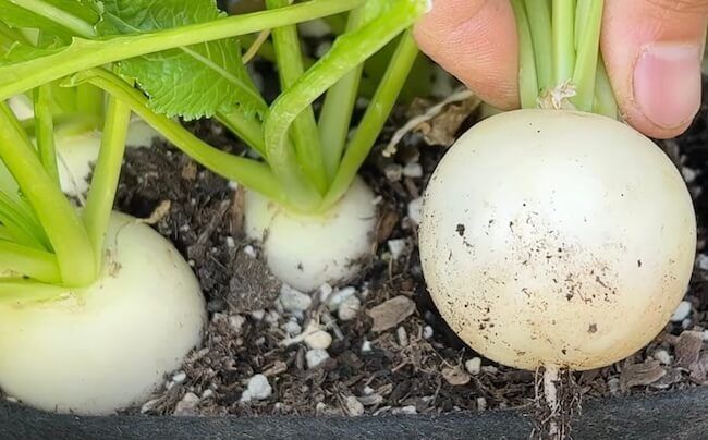 White turnip