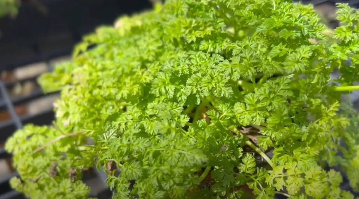chervil substitute