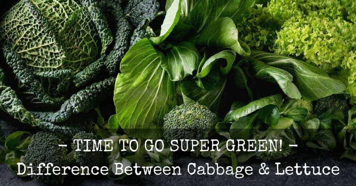 difference between cabbage and lettuce
