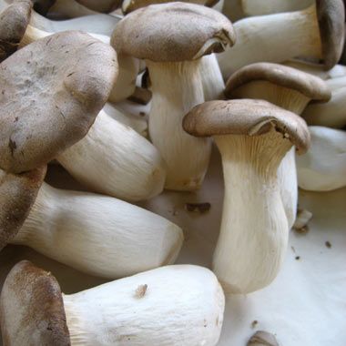 scraps-mushroom-stems