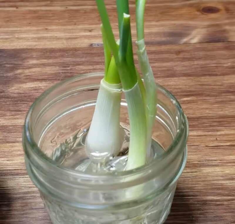 grow green onions Jar garden