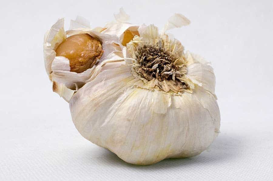 how-to-tell-garlic-is-bad