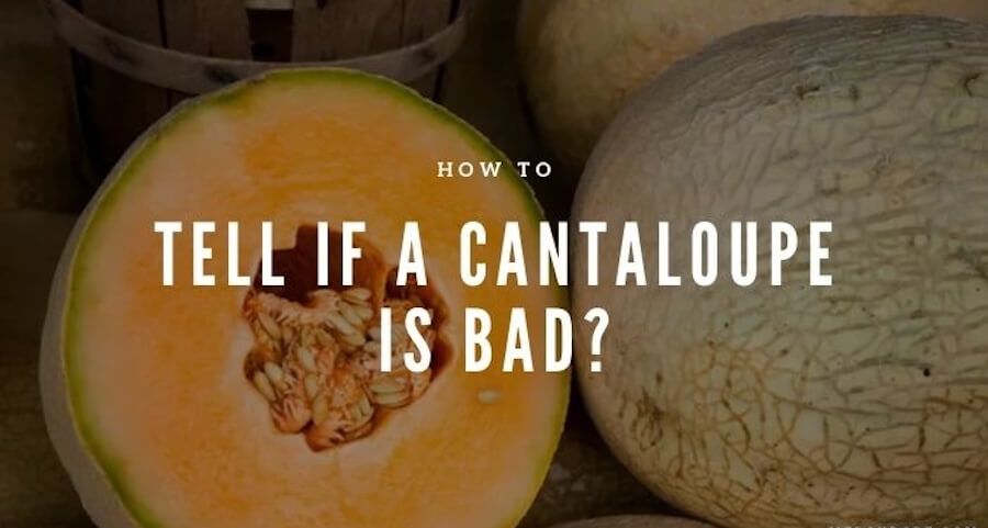 how to tell if cantaloupe is bad