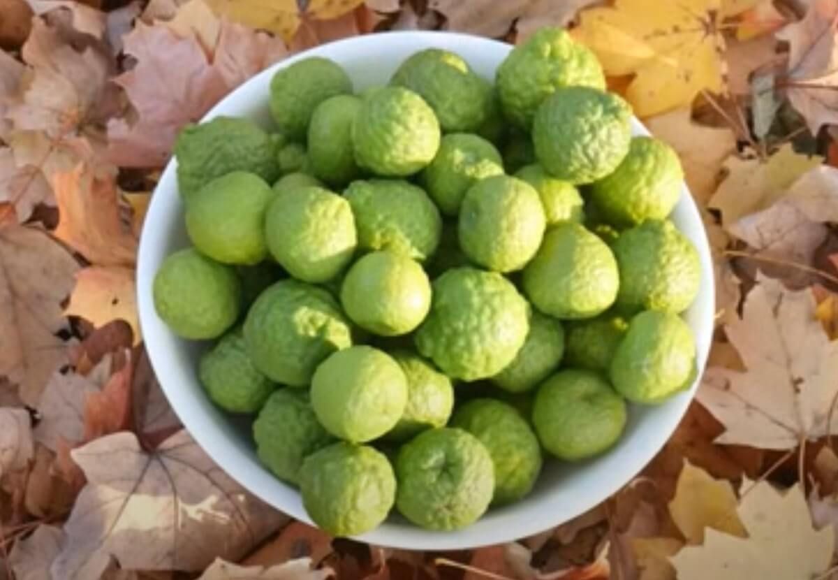 kaffir lime leaves substitute