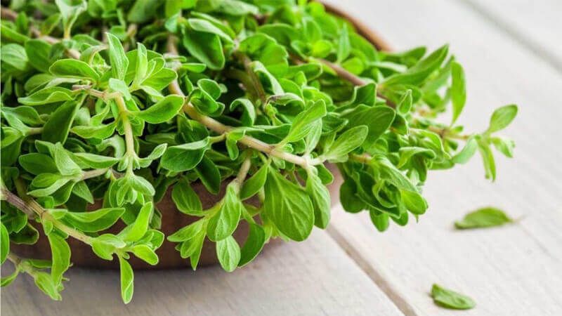 marjoram