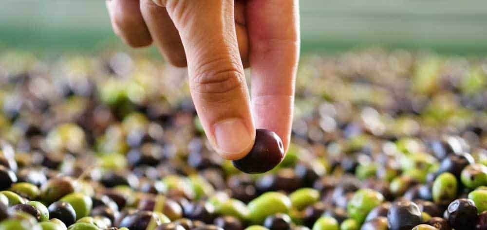 most-recommended-olive-oils