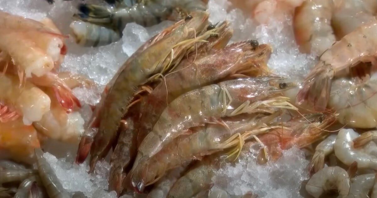 shrimp with freezer burn