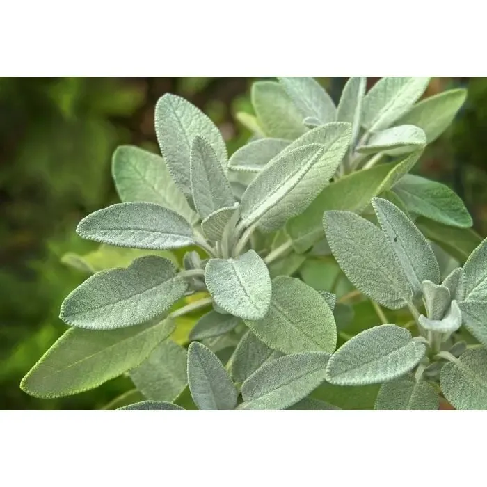 substitute for sage spice