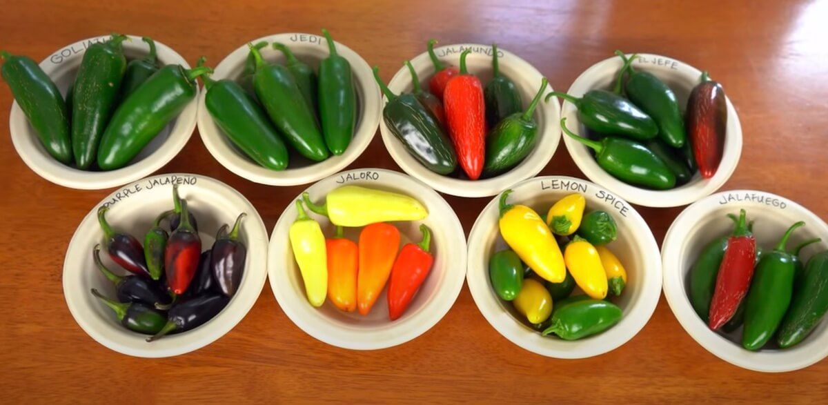 substitutes for green chilies