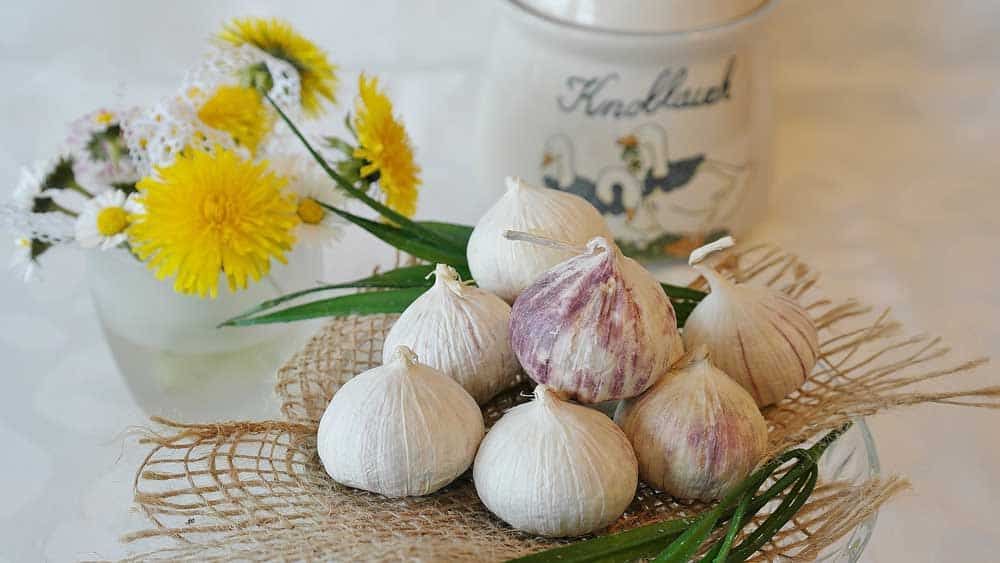 tell-if-garlic-is-bad