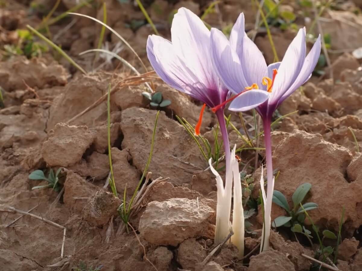 what does saffron taste like